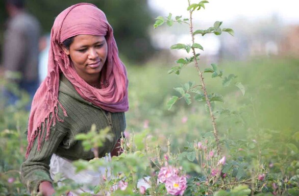WALA Heilmittel GmbH - biologische Anbauprojekte weltweit Rosenblüten Äthiopien